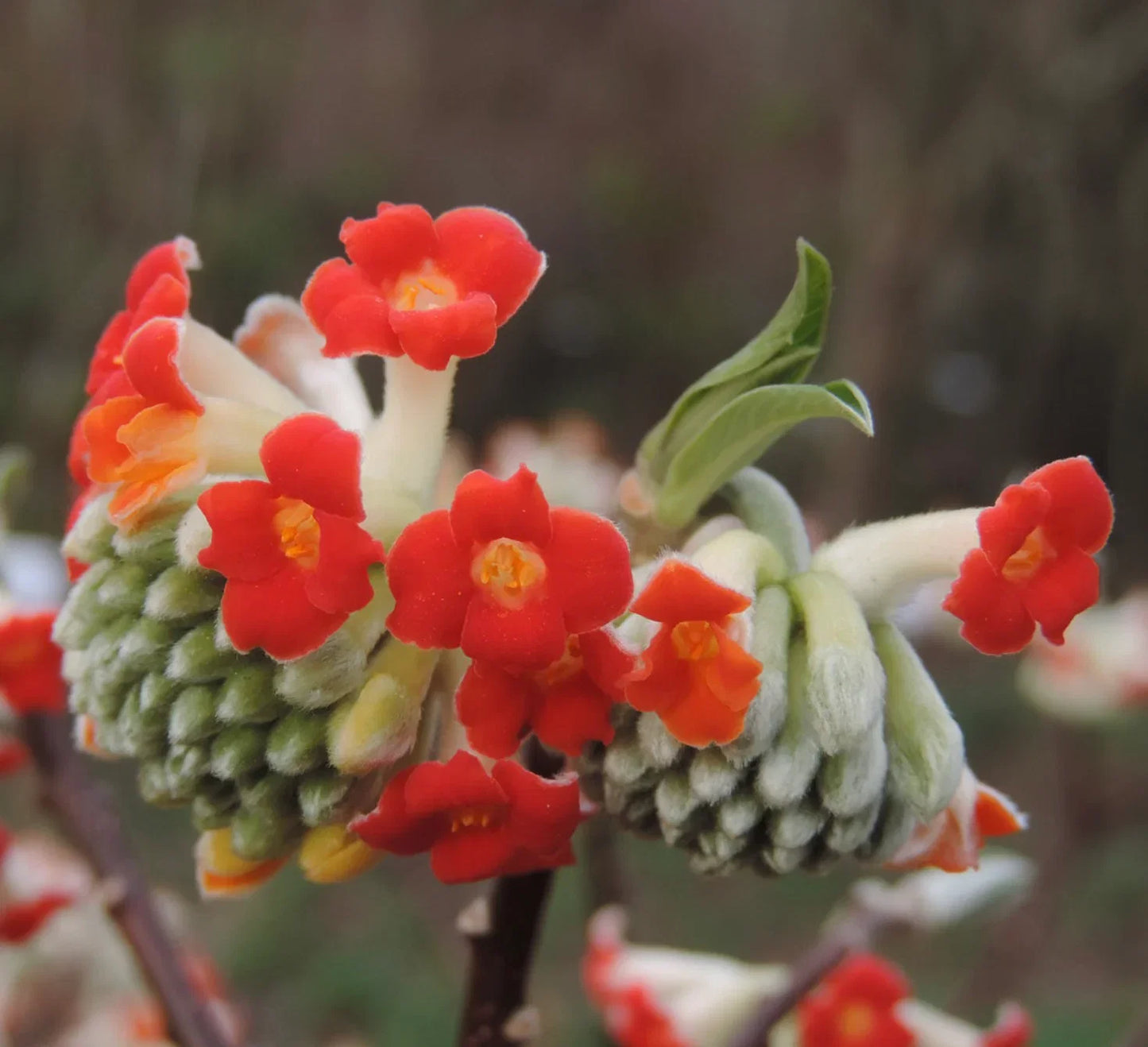 Bright Red Edgeworthia Flower Seeds - Easy Planting