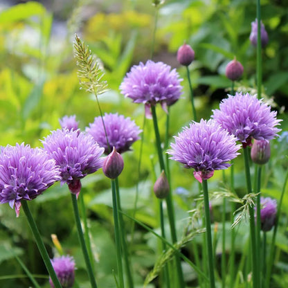 Rustic Ciboulette Flower Seeds – Heirloom Non-GMO, Seasonal Bloomer for Home Garden Planting