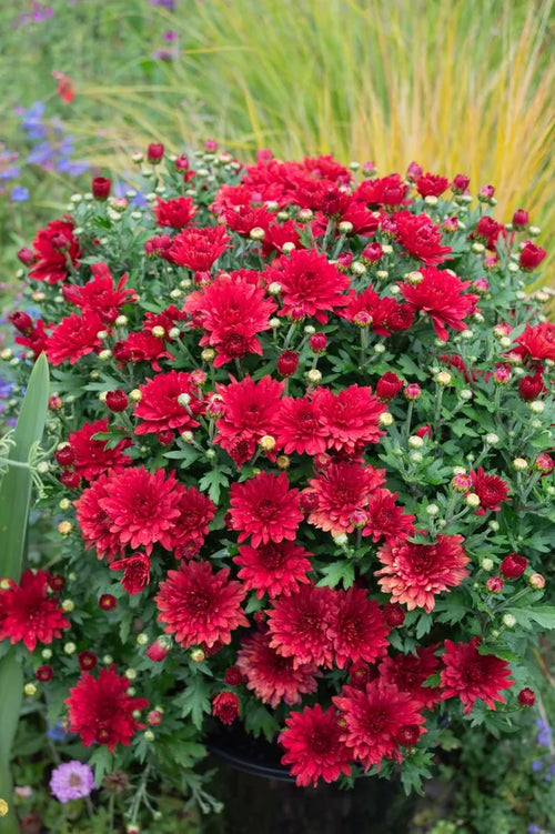 Premium Chrysanthemum Deep Red Flower seeds for Planting Long Bloom Season, Heirloom & GMO Free Seeds for Home Garden seeds