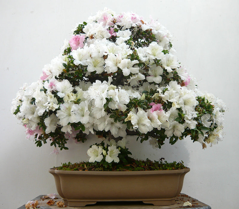 Bonsai Flower seeds for Planting Garden Favorite Heirloom & GMO Free Seeds for Home Garden