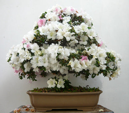 Bonsai Flower seeds for Planting Garden Favorite Heirloom & GMO Free Seeds for Home Garden