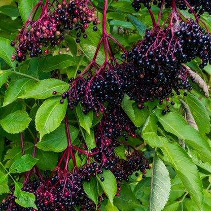 American Elderberry (Sambucus nigra) Fruit Bush Shrub Tree Seeds – Nutritious Berries & Ornamental Shrub
