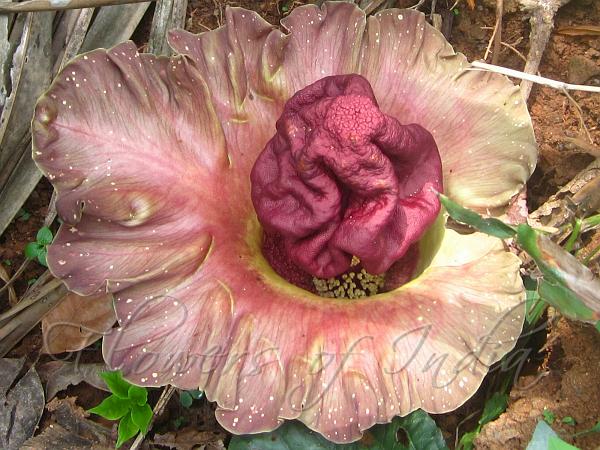 Elephant Foot Yam Flower seeds for Planting - Vibrant Colors, Heirloom & GMO Free Seeds for Home Garden