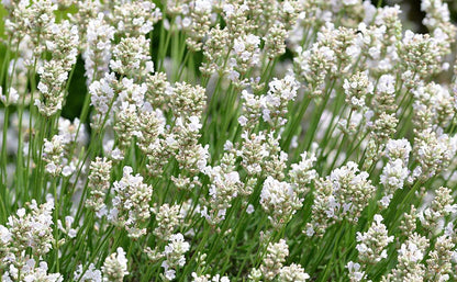 White Ellagance Snow Plant Seeds Planting Pack
