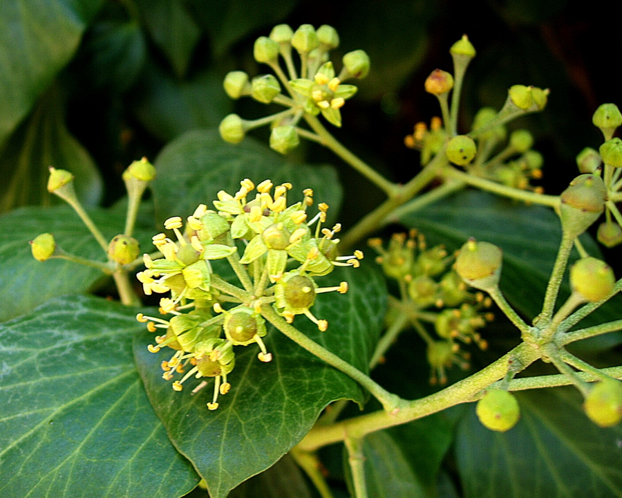 Ivy Flower seeds for Planting Premium Quality Heirloom & GMO Free Seeds for Home Garden