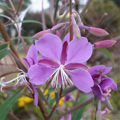 Epilobium Angustifolium Flower seeds for Planting Cottage Garden Essential Heirloom & GMO Free Seeds for Home Garden