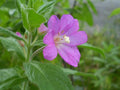Epilobium Parviflorum Flower seeds for Planting Seasonal Bloomer, Heirloom & GMO Free Seeds for Home Garden seeds for planting