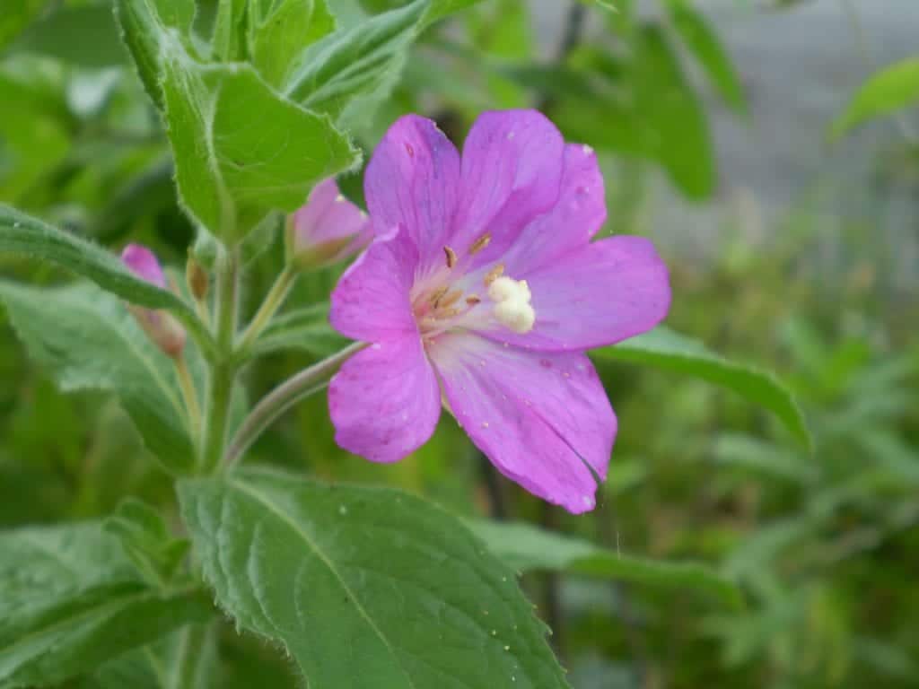 Epilobium Parviflorum Flower seeds for Planting Seasonal Bloomer, Heirloom & GMO Free Seeds for Home Garden seeds for planting