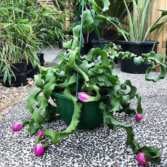 Guatemalan Monstrose Flower seeds for Planting Low Maintenance, Heirloom & GMO Free Seeds for Home Garden seeds for planting