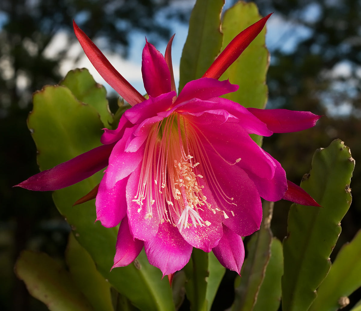 Heirloom Epiphyllum Flower seeds for Planting Drought Tolerant Heirloom & GMO Free Seeds for Home Garden