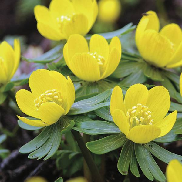 Hyemalis Flower seeds for Planting Seasonal Bloomer, Heirloom & GMO Free Seeds for Home Garden seeds for planting