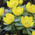 Hyemalis Flower seeds for Planting Seasonal Bloomer, Heirloom & GMO Free Seeds for Home Garden seeds for planting