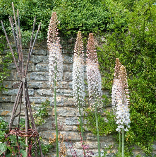 Eremurus Flower seeds for Planting Shade Tolerant, Heirloom & GMO Free Seeds for Home Garden seeds for planting