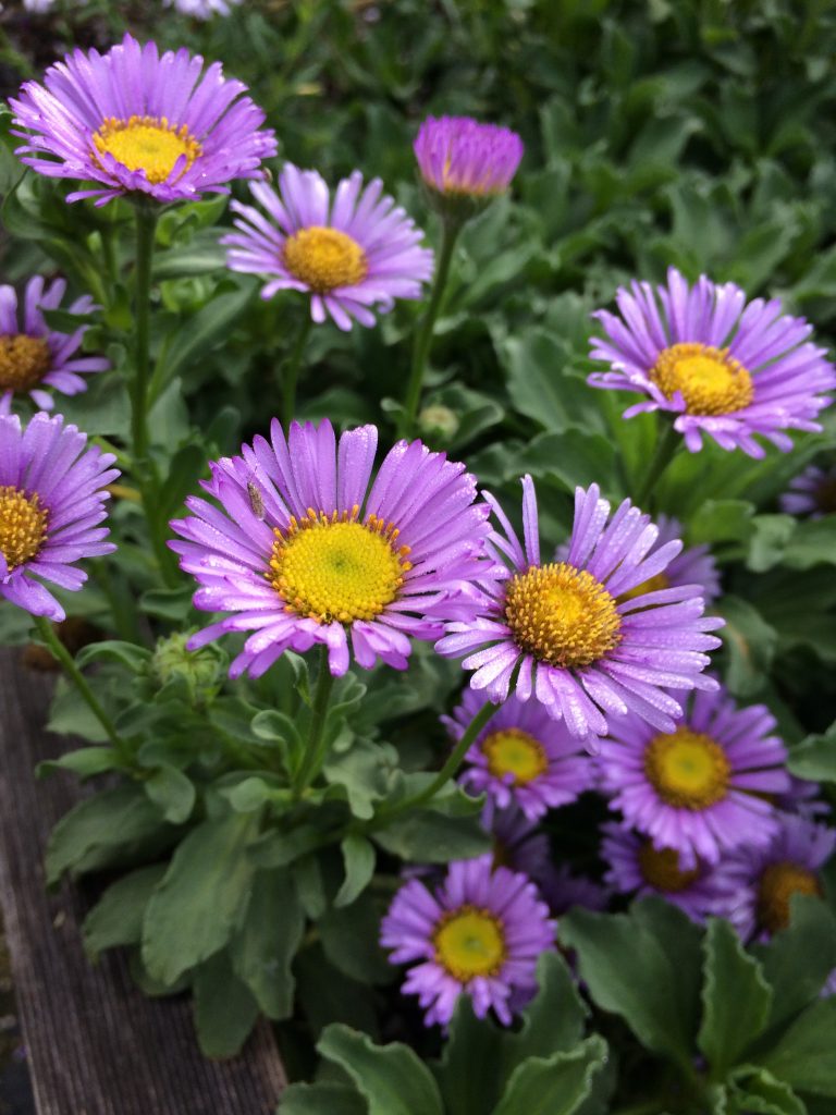 Premium Violet Erigeron Flower seeds for Planting Sun Loving, Heirloom & GMO Free Seeds for Home Garden seeds