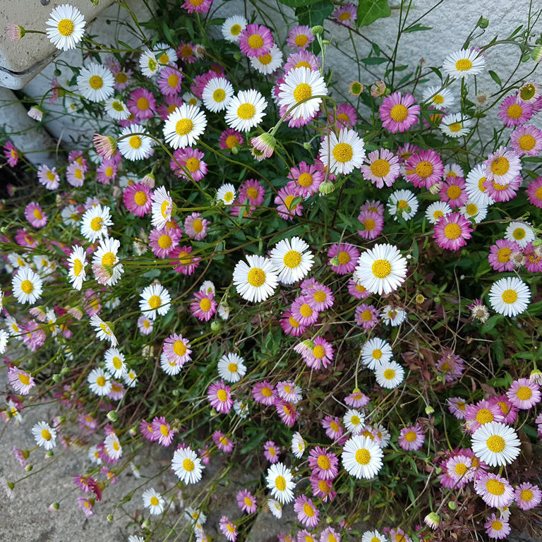 Mixed Erigeron Flower seeds for Planting Drought Tolerant, Heirloom & GMO Free Seeds for Home Garden seeds for planting