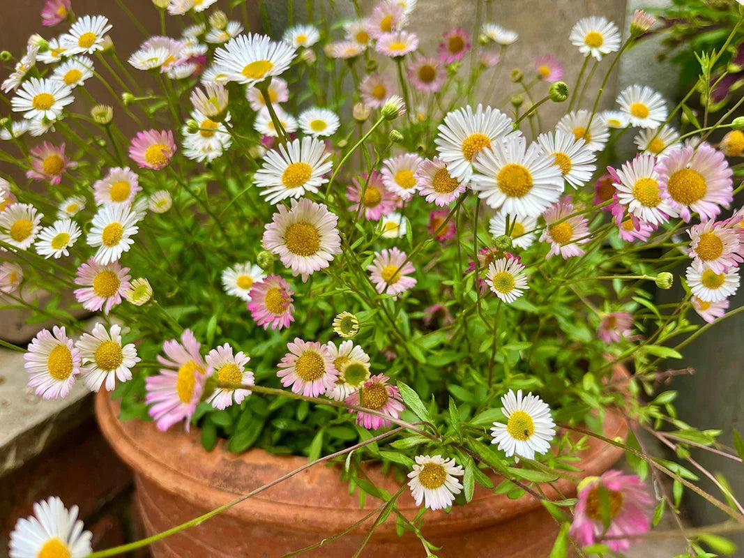 Erigeron Karvinskianus Flower seeds for Planting Fragrant Blossoms, Heirloom & GMO Free Seeds for Home Garden vegetable and garden seeds