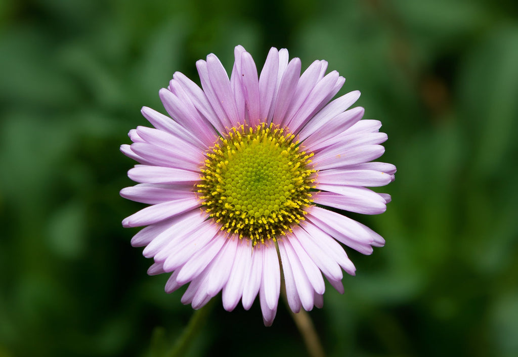 Violet Erigeron Flower seeds for Planting Sun Loving, Heirloom & GMO Free Seeds for Home Garden seeds for planting