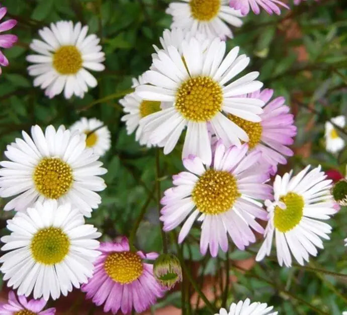 Mixed Erigeron Flower seeds for Planting Drought Tolerant, Heirloom & GMO Free Seeds for Home Garden vegetable and garden seeds