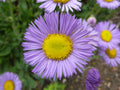 Purple Yellow Erigeron Flower seeds for Planting Cottage Garden Essential, Heirloom & GMO Free Seeds for Home Garden seeds for planting