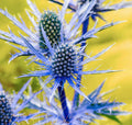 Blue Sea Holly Flower seeds for Planting Seasonal Bloomer, Heirloom & GMO Free Seeds for Home Garden Sale seeds for planting