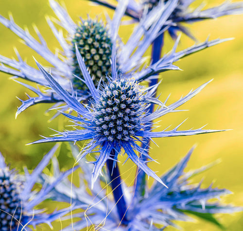 Blue Sea Holly Flower seeds for Planting Seasonal Bloomer, Heirloom & GMO Free Seeds for Home Garden Sale seeds for planting