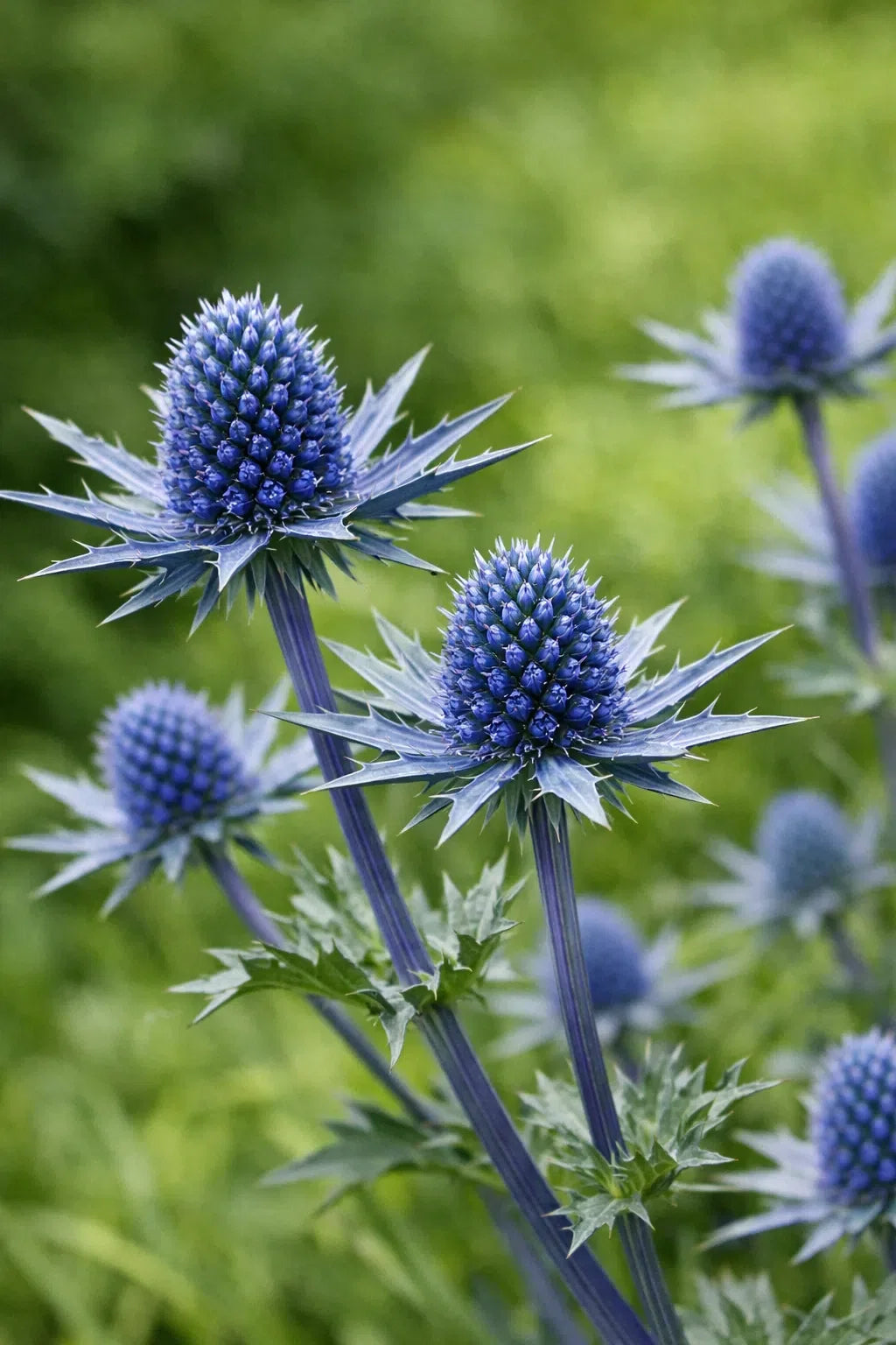 Heirloom Eryngium Planum Flower seeds for Planting Long Bloom Season Heirloom & GMO Free Seeds for Home Garden