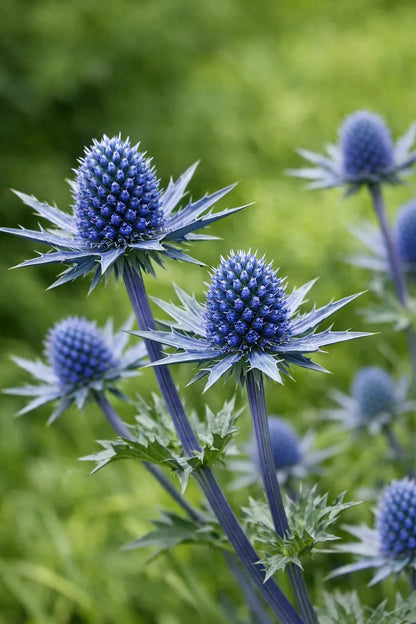 Eryngium Planum Flower seeds for Planting Cut Flower Favorite Heirloom & GMO Free Seeds for Home Garden