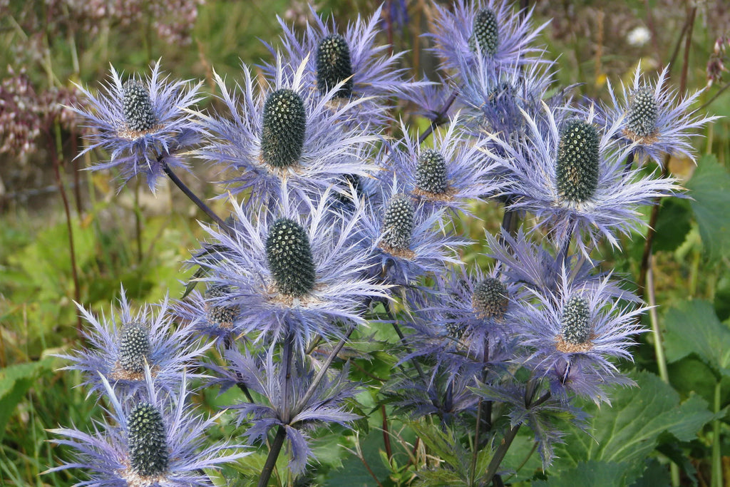 Eryngium Alpinum Flower seeds for Planting Colorful Display, Heirloom & GMO Free Seeds for Home Garden seeds for planting