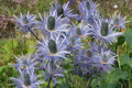 Eryngium Alpinum Flower seeds for Planting Colorful Display, Heirloom & GMO Free Seeds for Home Garden seeds for planting