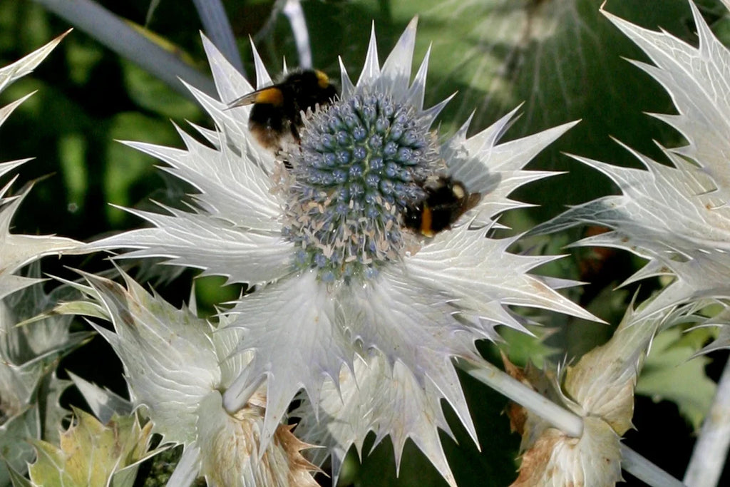 Premium w seeds for Planting Fragrant Blossoms, Heirloom & GMO Free Seeds for Home Garden seeds