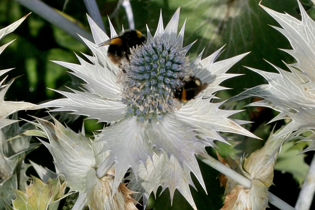 Premium w seeds for Planting Fragrant Blossoms, Heirloom & GMO Free Seeds for Home Garden seeds