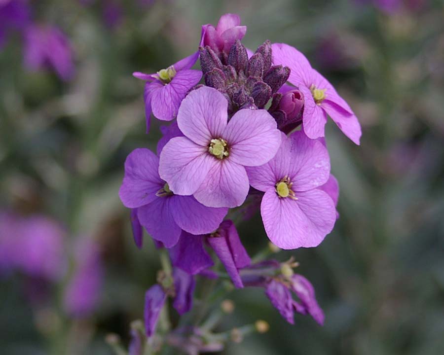Premium Purple Pink Linifolium Flower seeds for Planting Perfect for Borders, Heirloom & GMO Free Seeds for Home Garden seeds