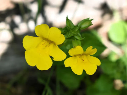 Monkeyflower Erythranthe Yellow Flowers
