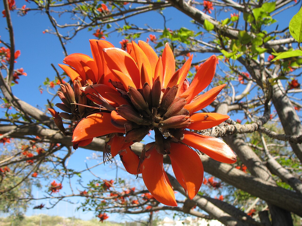 High quality Yellow Erythrina Flower seeds for Planting Sun Loving, Heirloom & GMO Free Seeds for Home Garden seeds pack