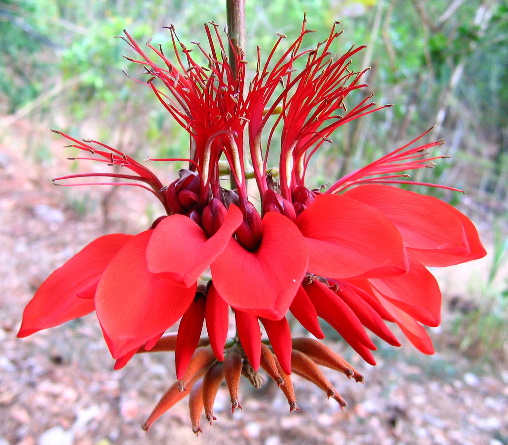 Premium Erythrina Flower seeds for Planting Seasonal Bloomer, Heirloom & GMO Free Seeds for Home Garden seeds