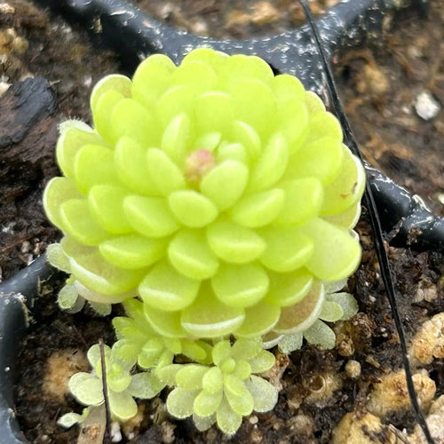 Premium Butterwort Flower seeds for Planting Easy to Grow, Heirloom & GMO Free Seeds for Home Garden seeds