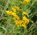 Estragon Flower seeds for Planting Garden Favorite, Heirloom & GMO Free Seeds for Home Garden seeds for planting