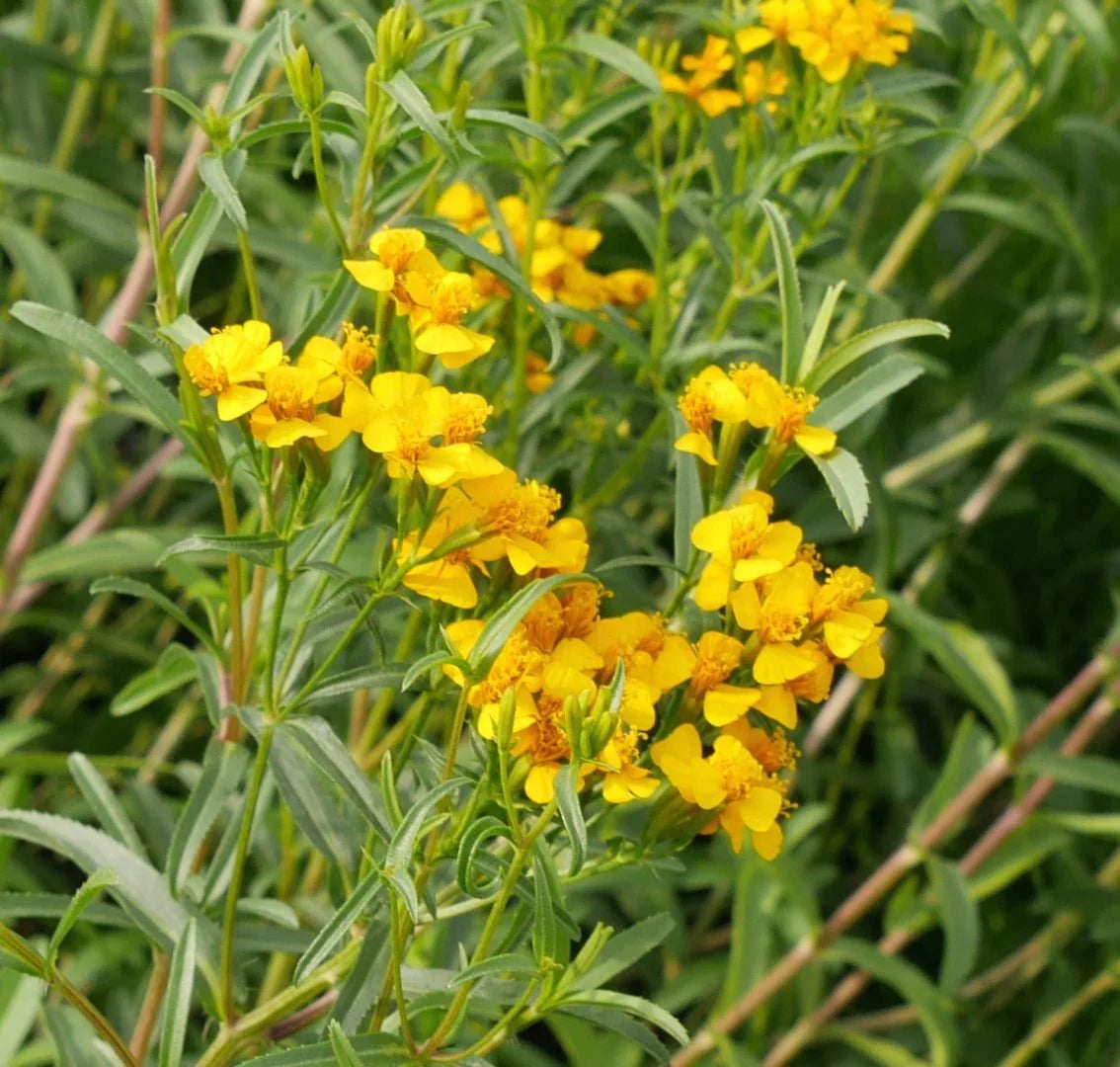 Estragon Flower seeds for Planting Garden Favorite, Heirloom & GMO Free Seeds for Home Garden seeds for planting