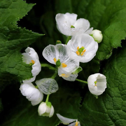 Skeleton Flower seeds for Planting - Drought Tolerant, Heirloom & GMO Free Seeds for Home Garden