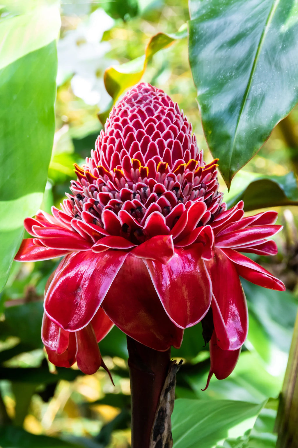 Premium Ginger Flower seeds for Planting Premium Quality, Heirloom & GMO Free Seeds for Home Garden seeds