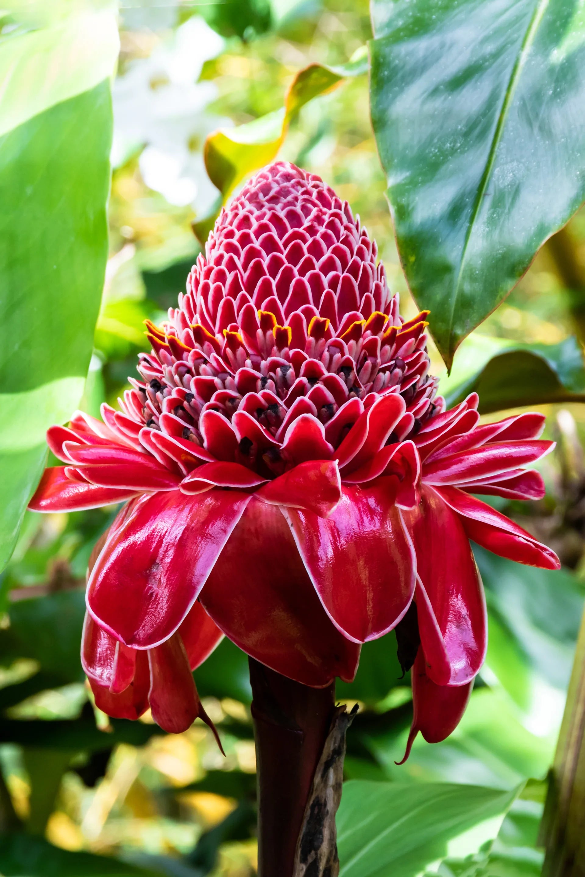 Premium Ginger Flower seeds for Planting Premium Quality, Heirloom & GMO Free Seeds for Home Garden seeds