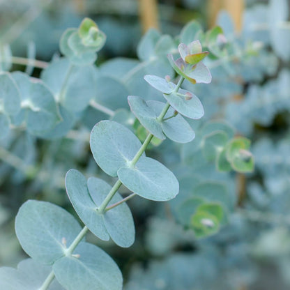 Green Eucalyptus Parvifolia herb and flower seeds for Planting - Sun Loving, Heirloom & GMO Free Seeds for Home Garden