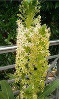 Light Green Astragalus Flower seeds for Planting Colorful Display, Heirloom & GMO Free Seeds for Home Garden seeds for planting