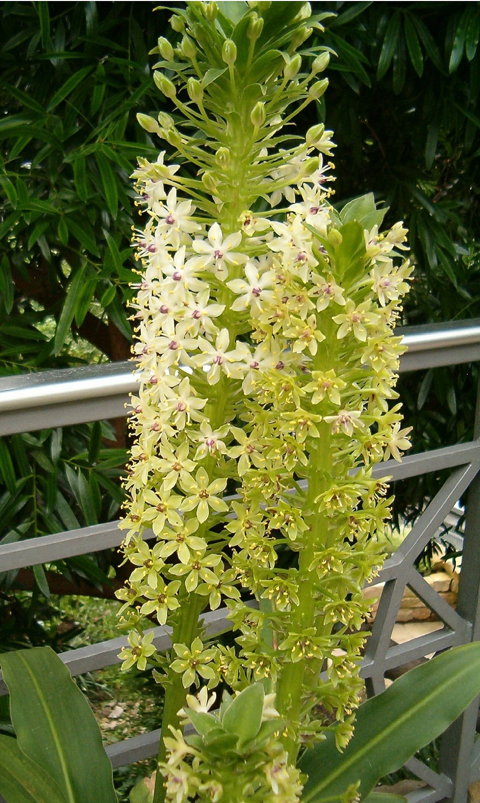 Light Green Astragalus Flower seeds for Planting Colorful Display, Heirloom & GMO Free Seeds for Home Garden seeds for planting