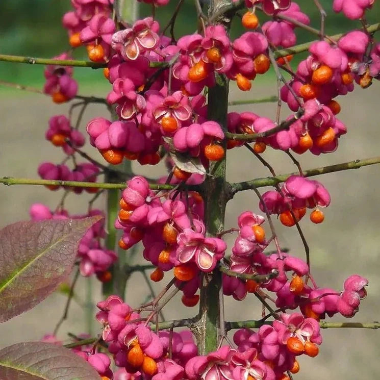 Spindle Flower seeds for Planting Compact Growth Heirloom & GMO Free Seeds for Home Garden