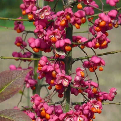Spindle Flower seeds for Planting Compact Growth Heirloom & GMO Free Seeds for Home Garden