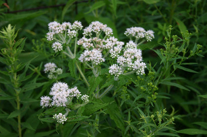 Heirloom Eupatorium Flower seeds for Planting Wildflower Mix Heirloom & GMO Free Seeds for Home Garden