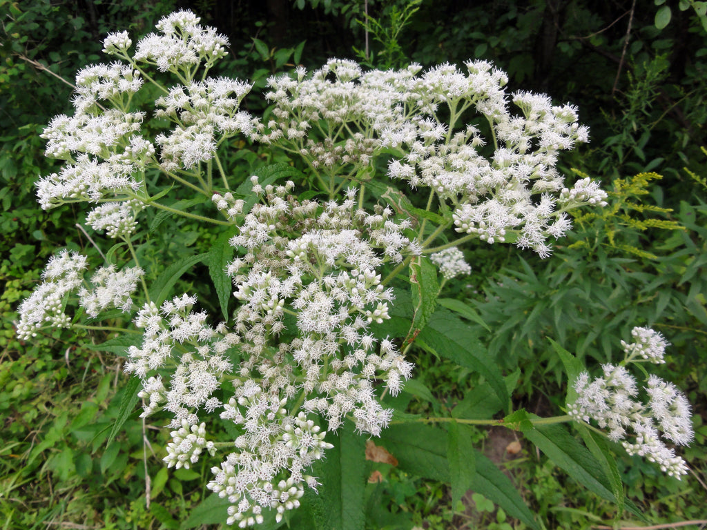White Eupatorium Perfoliatum Flower seeds for Planting Compact Growth, Heirloom & GMO Free Seeds for Home Garden vegetable and garden seeds