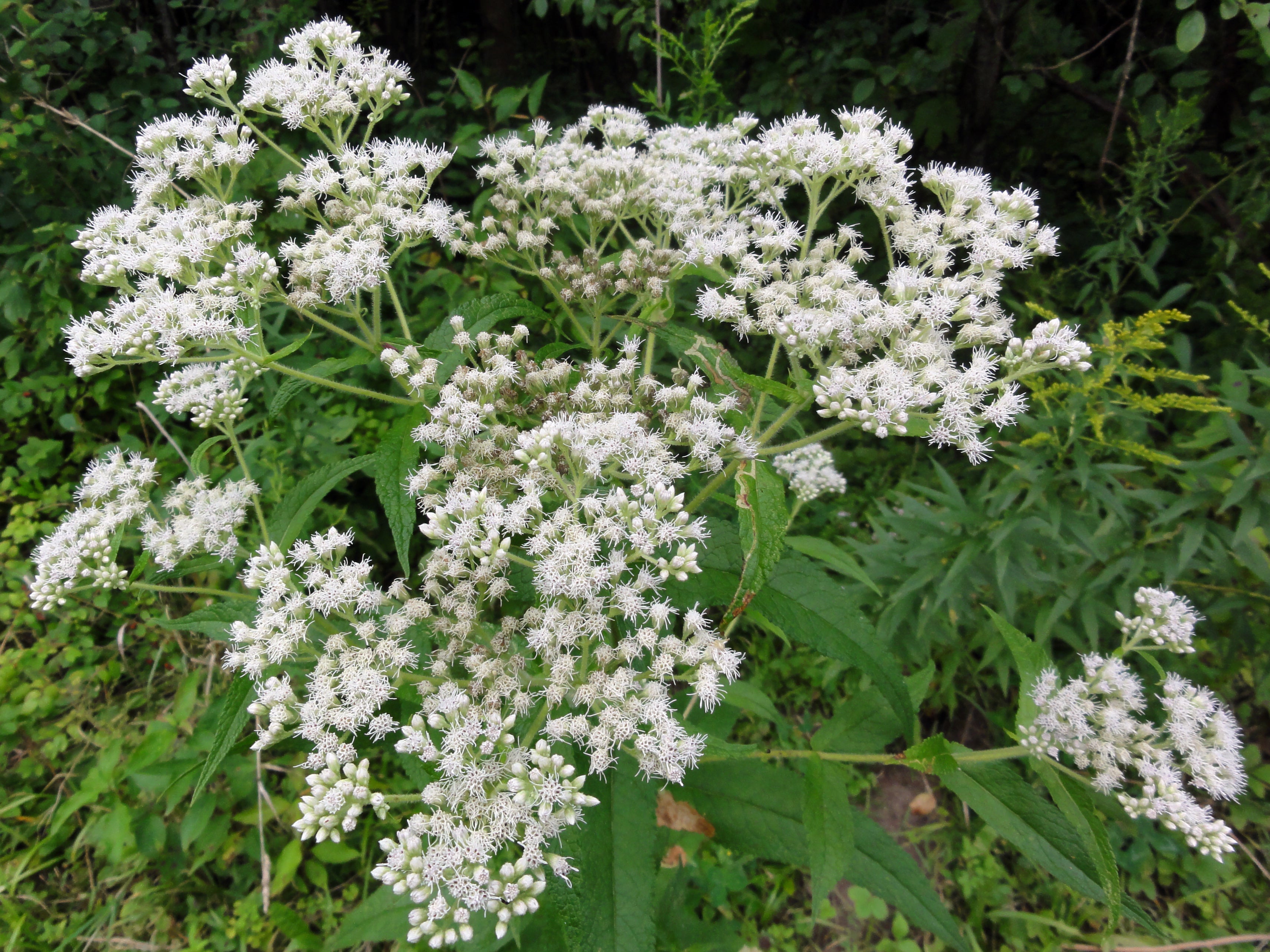White Eupatorium Perfoliatum Flower seeds for Planting Compact Growth, Heirloom & GMO Free Seeds for Home Garden vegetable and garden seeds