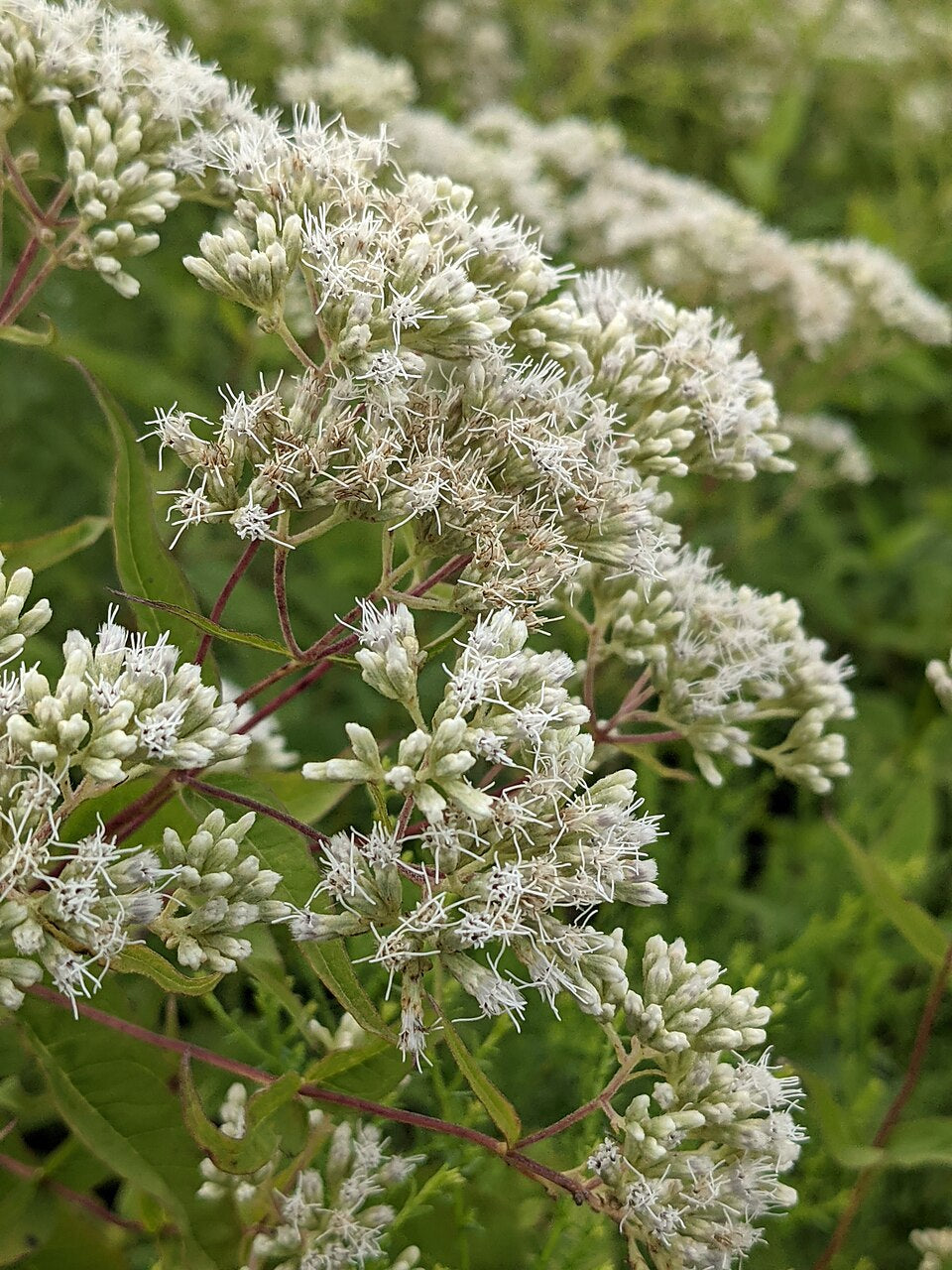 Premium White Eupatorium Perfoliatum Flower seeds for Planting Compact Growth, Heirloom & GMO Free Seeds for Home Garden seeds